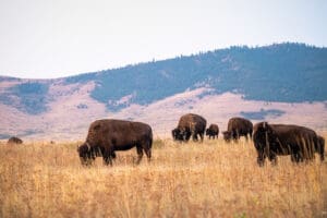 Image credit: Pete Caster